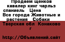 Продаем щенков кавалер кинг чарльз спаниель › Цена ­ 60 000 - Все города Животные и растения » Собаки   . Тверская обл.,Конаково г.